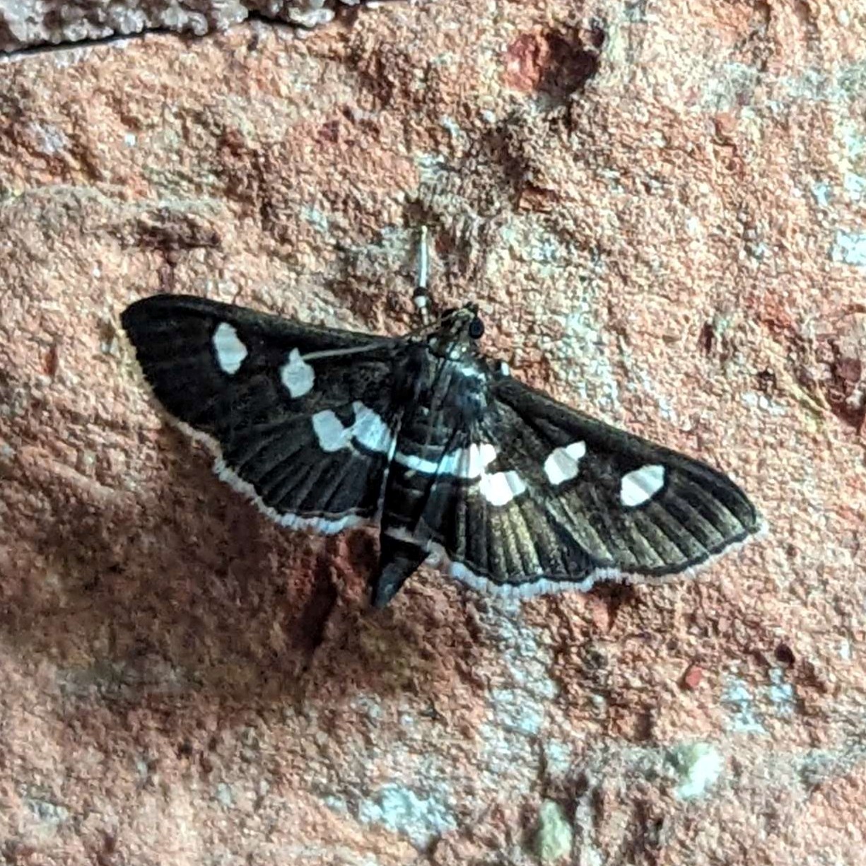 Picture of Desmia subdivisalis